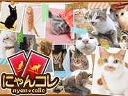 デジタライズ、実写ネコカードゲーム『にゃんコレ』をSP版GREEでリリース…収益の一部をネコを保護するNPOに寄付
