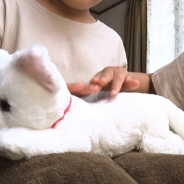 セガトイズ、ペットのお産を応援する玩具「ねこ、産んじゃった」を10月31日に発売! 猫だけでなく犬、うさぎも同時発売