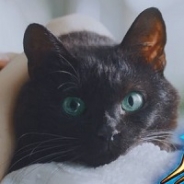 コロプラ、『クイズRPG 魔法使いと黒猫のウィズ』のTVCMを本日より放映開