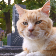 ディスカバリー・ジャパン、「アニマルプラネット」で猫の番組に注力する特集「2月は、にゃんと!猫の月」を2月1日より1ヵ月間展開!