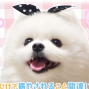 360Channel、綿あめのようなフワッフワッな白ポメラニアン“コロンちゃん”の日常を収録したVR動画を配信