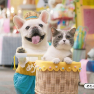 アムタス、電子コミック配信サービス「めちゃコミ」新テレビCMを2020年3月より放映開始! オリジナル人気作品が無料で読めるキャンペーンも!