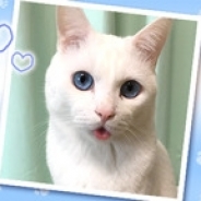 360Channel、寝顔が残念すぎる猫セツくんの新着動画を公開 喉を撫でられて"まったり"と