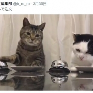 AMG GAMES、『猫侍』の公式アプリ『玉之丞のおでかけ』で「ねこナビ編集部コラボイベント」を開催 ぶるる編集長&べるる副編集長が登場