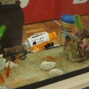 【おもちゃ見本市2016】シーシーピー、水中撮影が楽しめる『サブマリナーカメラ』を出展…「慣れてくるとエサなしでも金魚が接近してくれる」